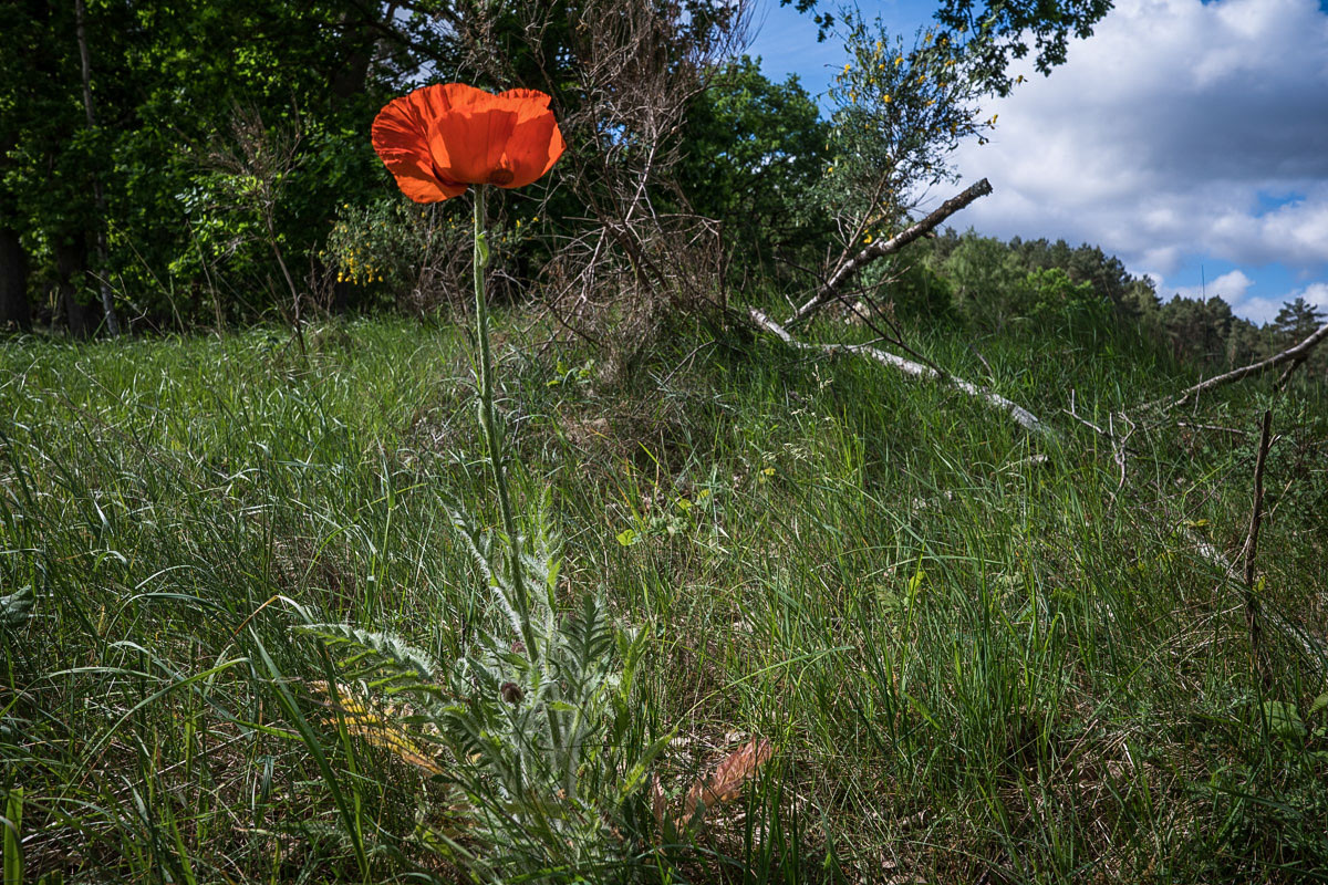 Mohn 3 (1 von 1).jpg