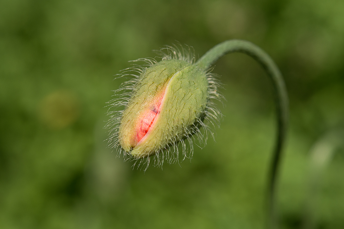 Mohn 3