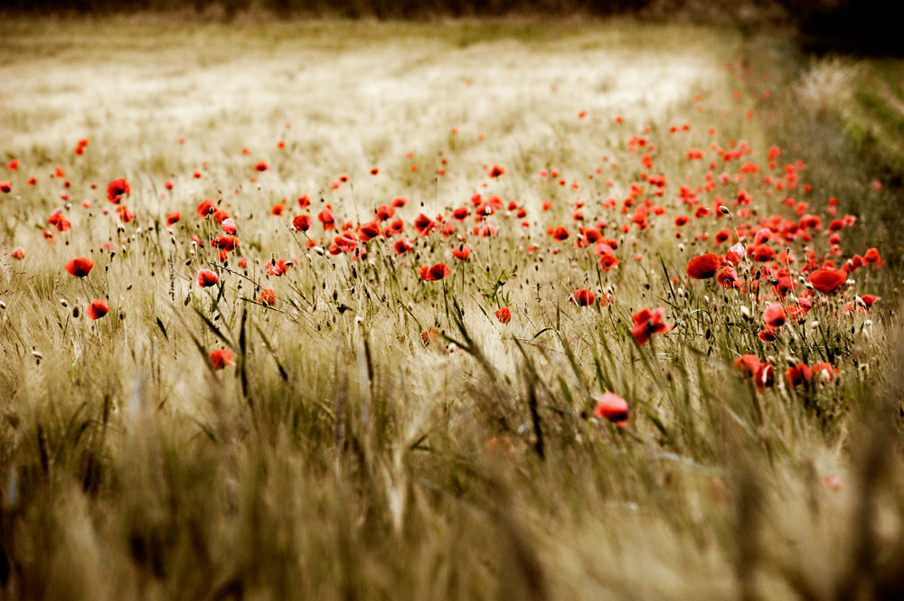 Mohn 4