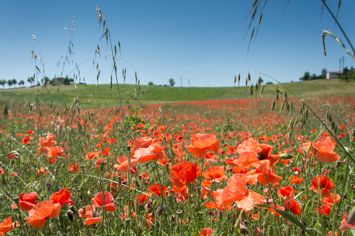 Mohn-bei-Canossa1.jpg