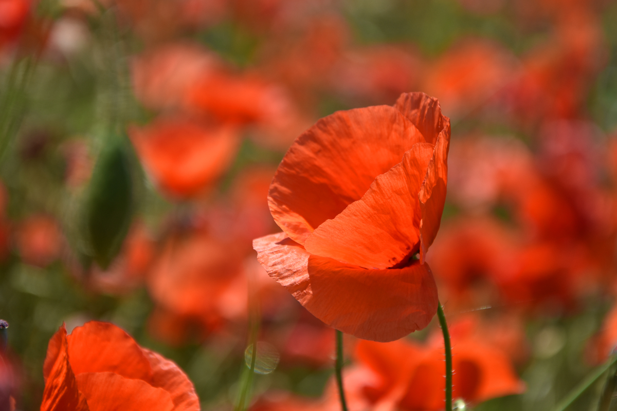 Mohn-bei-Canossa2.jpg