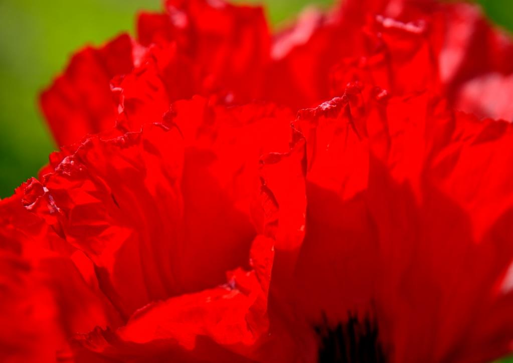 Mohn-Blüten-Blätter