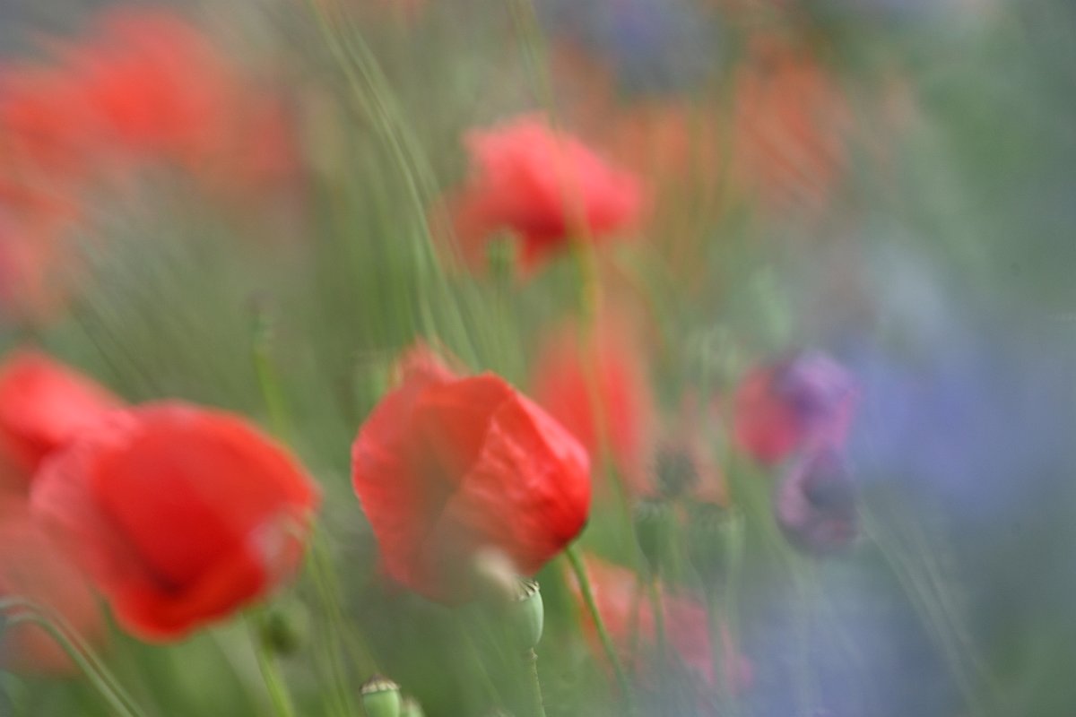 Mohn-Blur.jpg