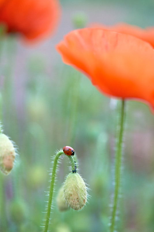 Mohn+Feld 13612 6