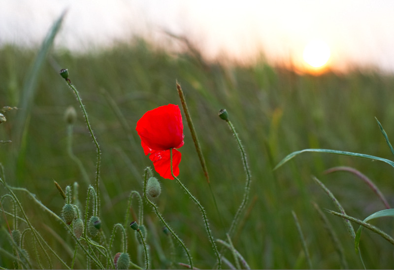 Mohn+Feld 14612 22 1