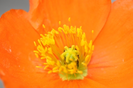 Mohn - ganz nah