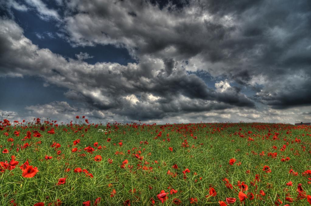 Mohn HDR1