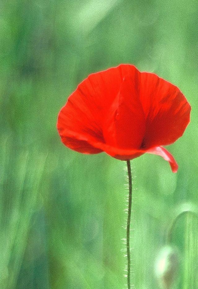 Mohn II