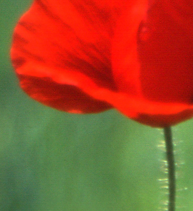 Mohn III