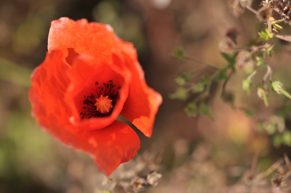 Mohn in Flammen
