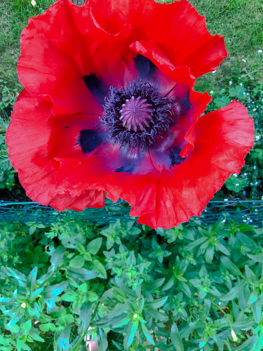 Mohn in Nachbars Garten.jpeg