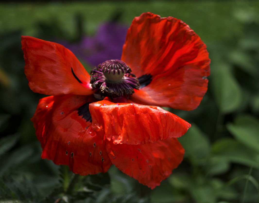 Mohn.jpg