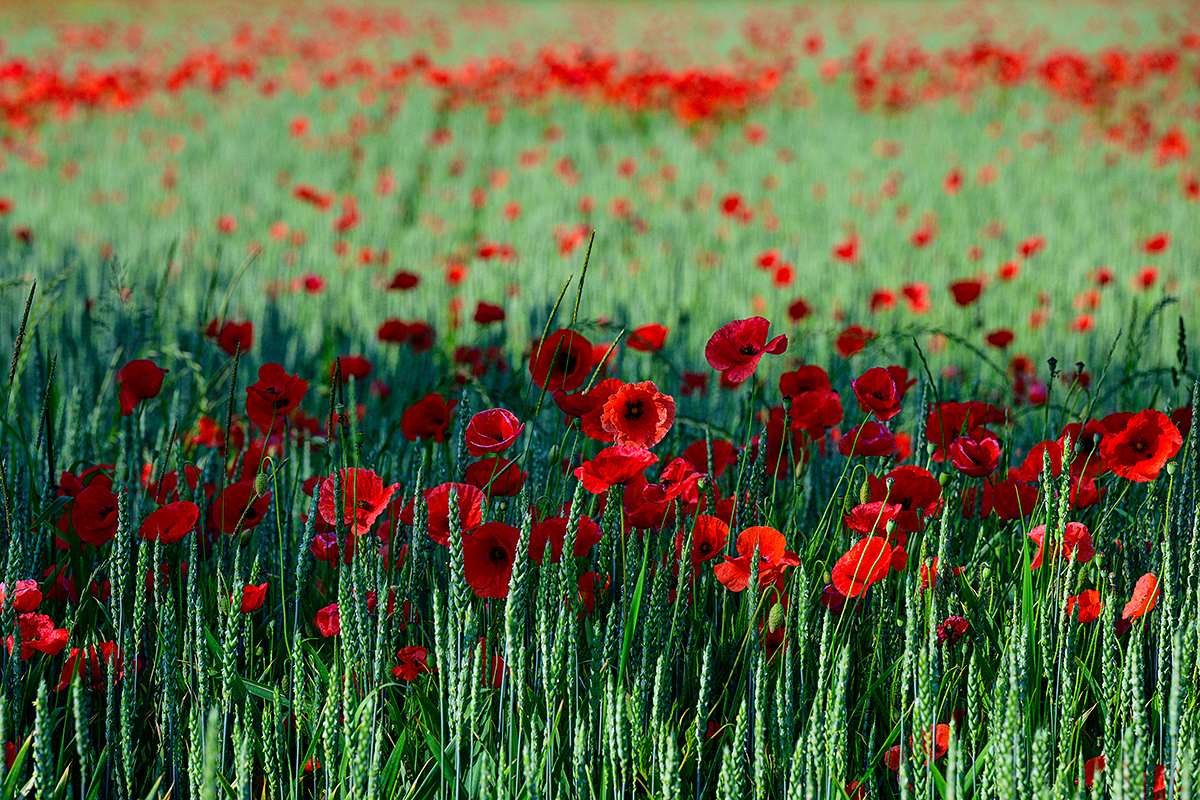 Mohn.jpg