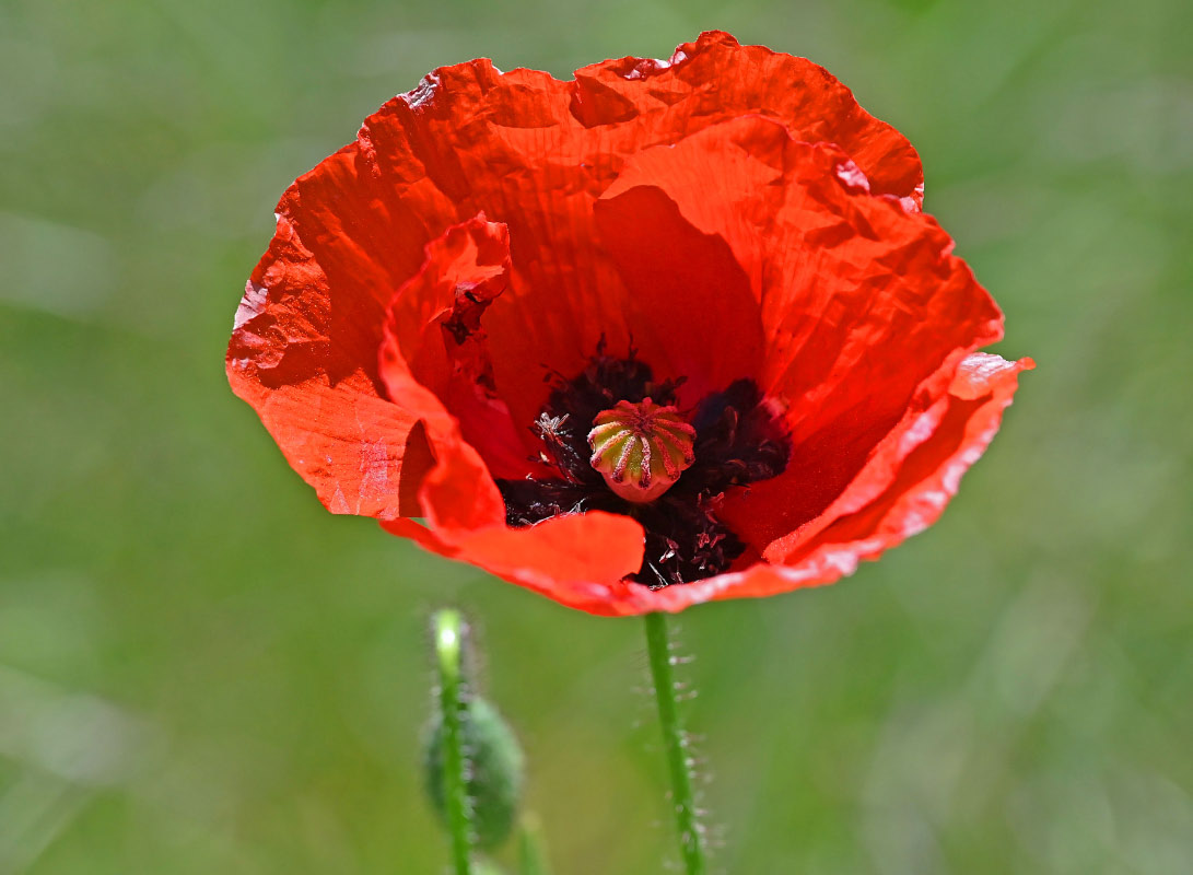 Mohn.jpg
