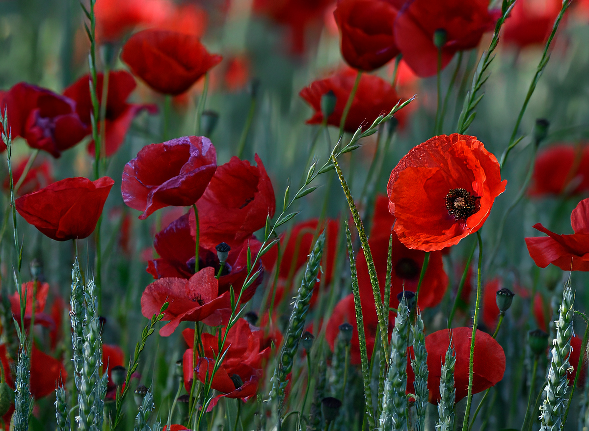 Mohn.jpg
