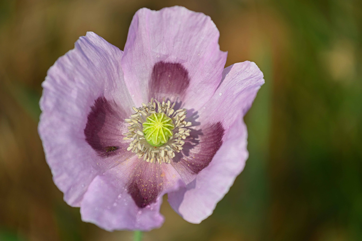 Mohn mal anders.jpg
