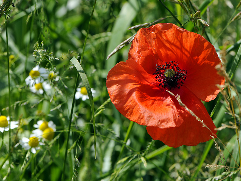 Mohn mit Kamille