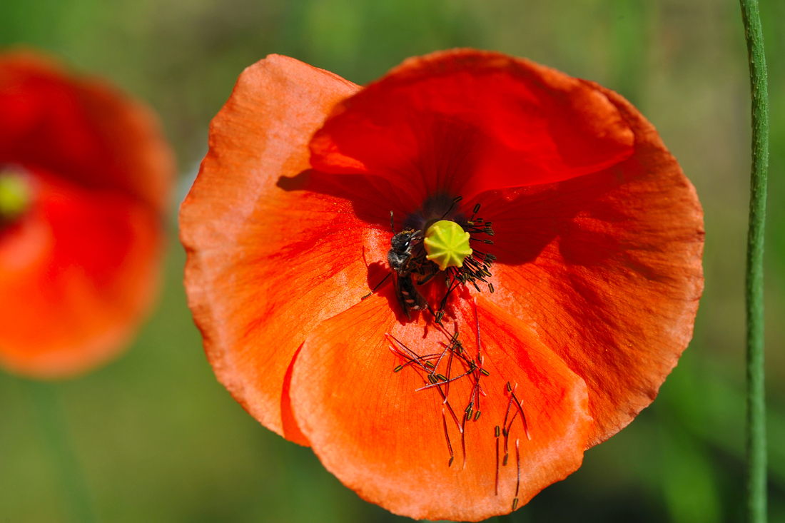 Mohn rot.jpg