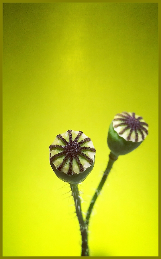 Mohn-Spielerei