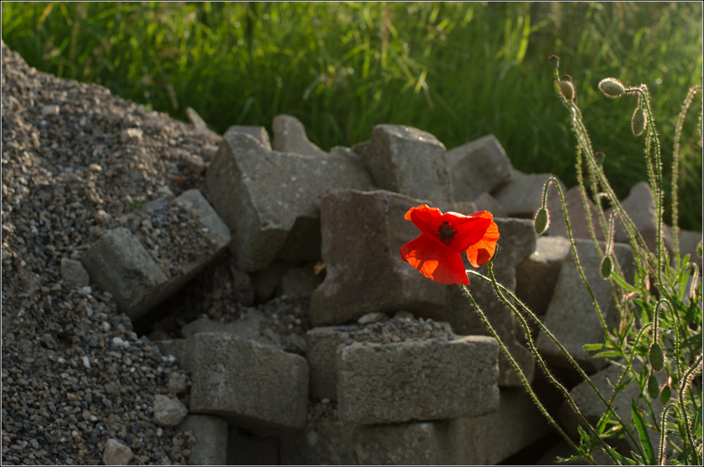 mohn und steine2