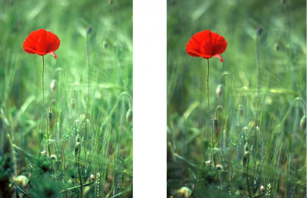 Mohn Vergleich