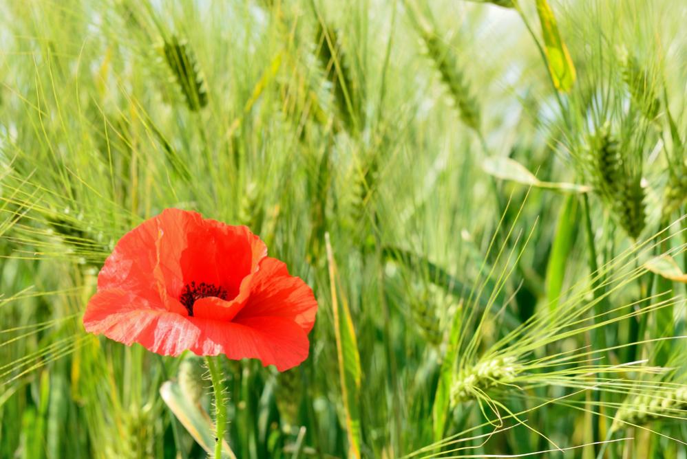 Mohn