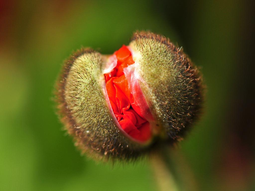 Mohn