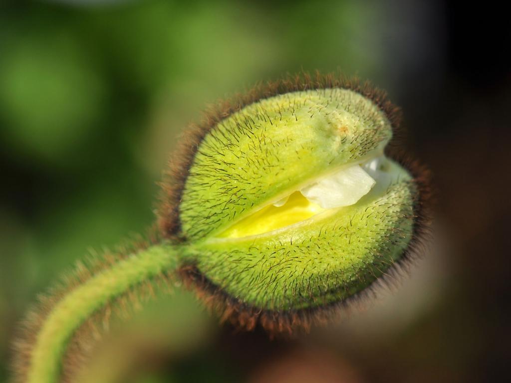 Mohn