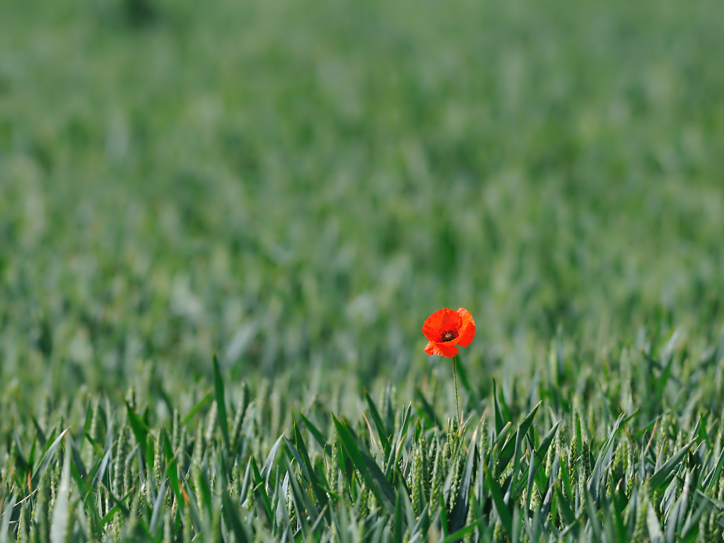 Mohn