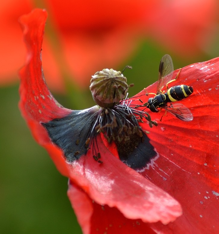 Mohn