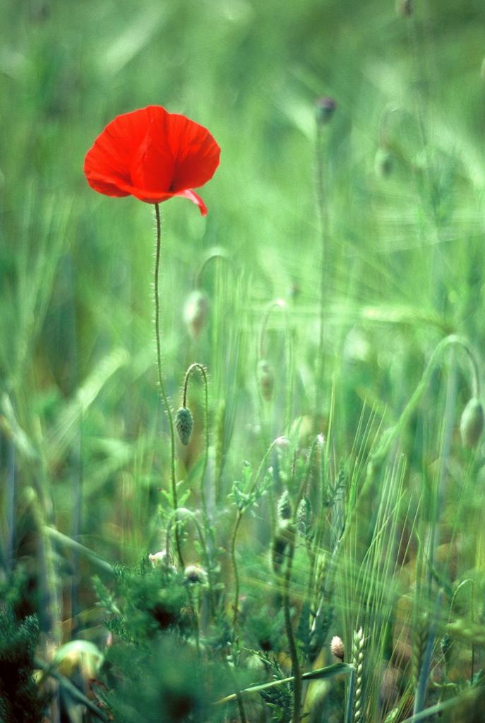 Mohn