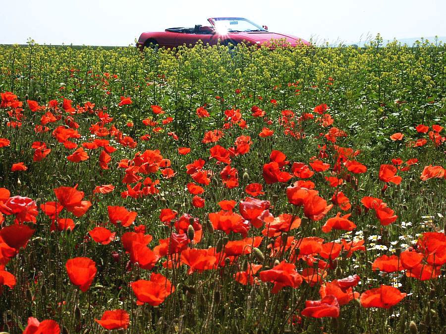 Mohn