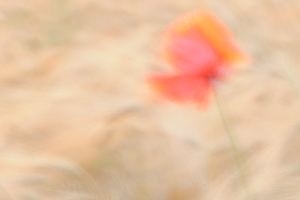 Mohn