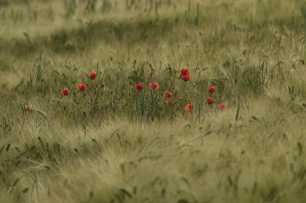Mohn