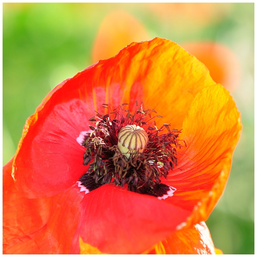 Mohn