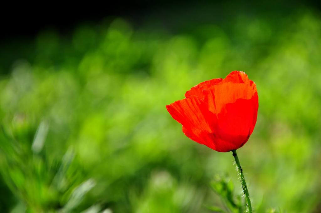 Mohn
