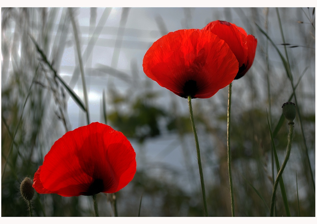 Mohn