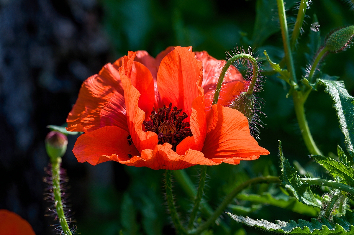 Mohn001.jpg