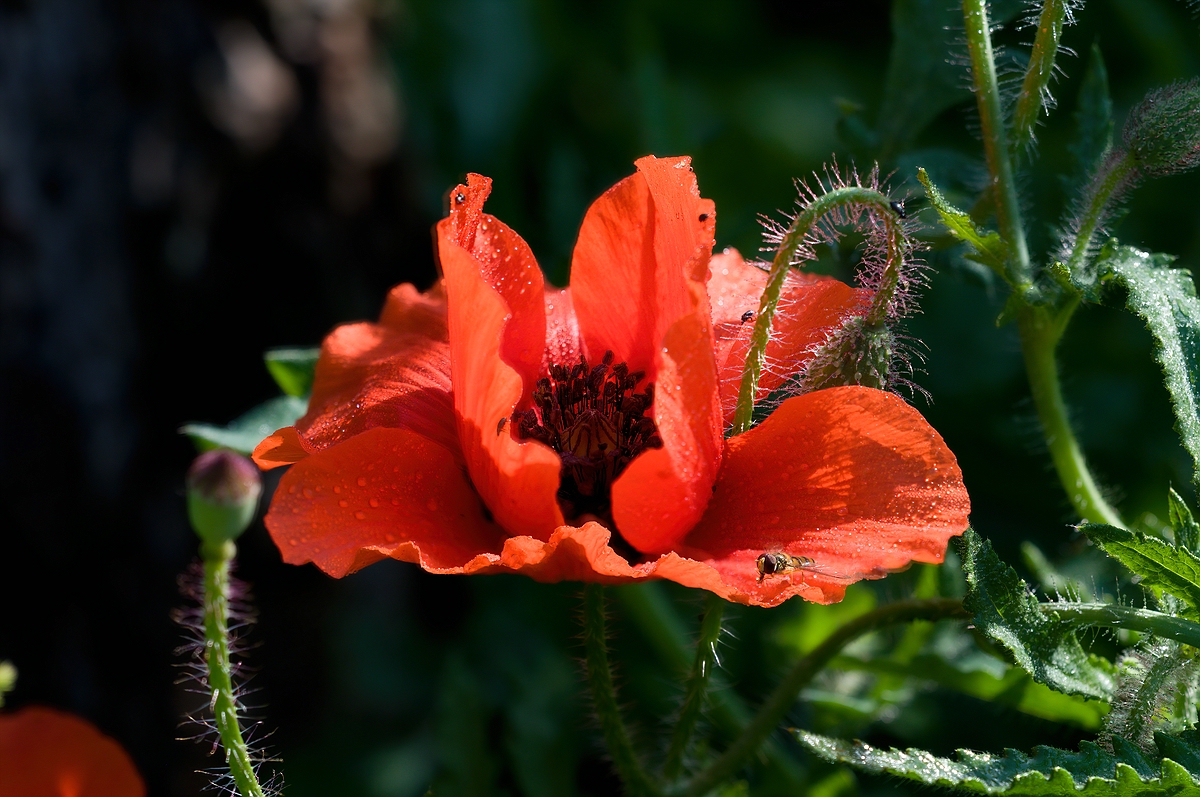 Mohn002.jpg