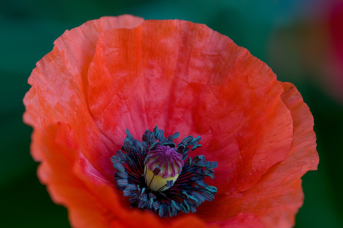 Mohn003.jpg