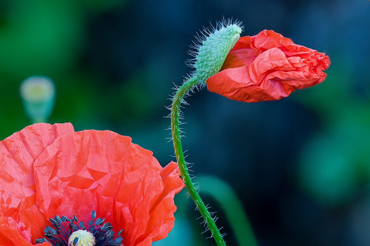 Mohn004.jpg