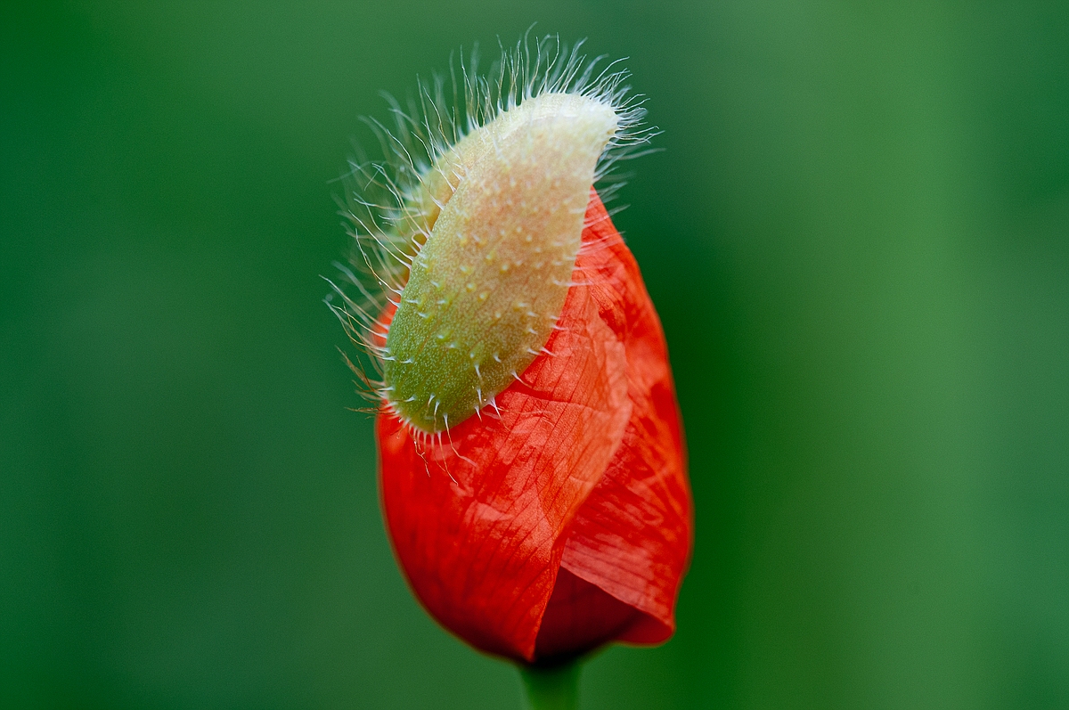 Mohn006.jpg