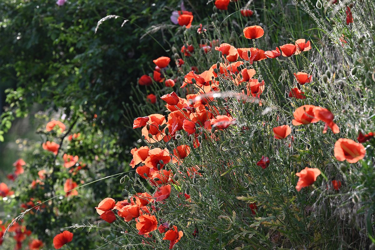Mohn1.jpg