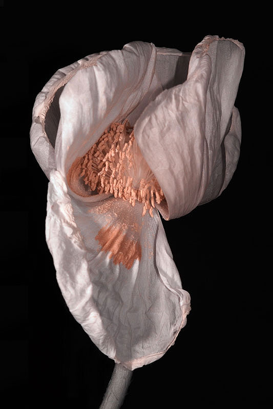 Mohn1