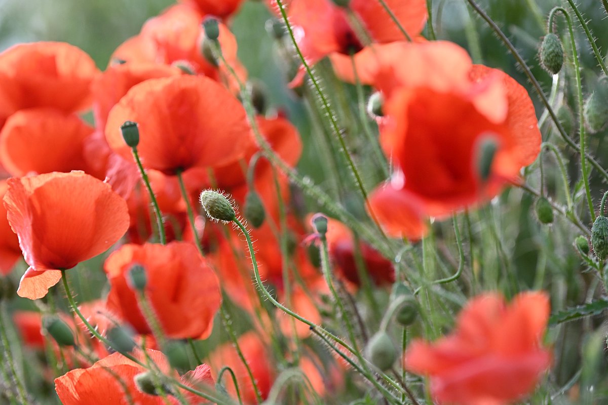 Mohn2.jpg