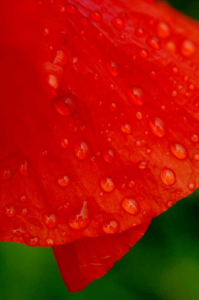 Mohn3 nff