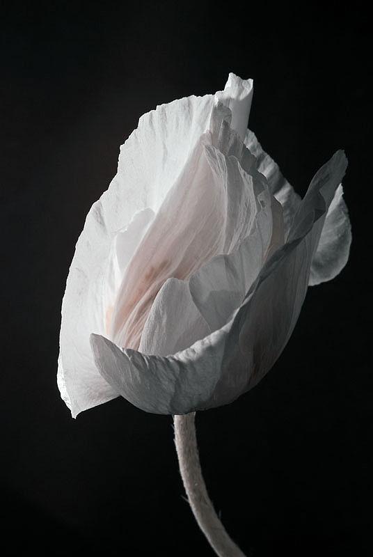 Mohn4