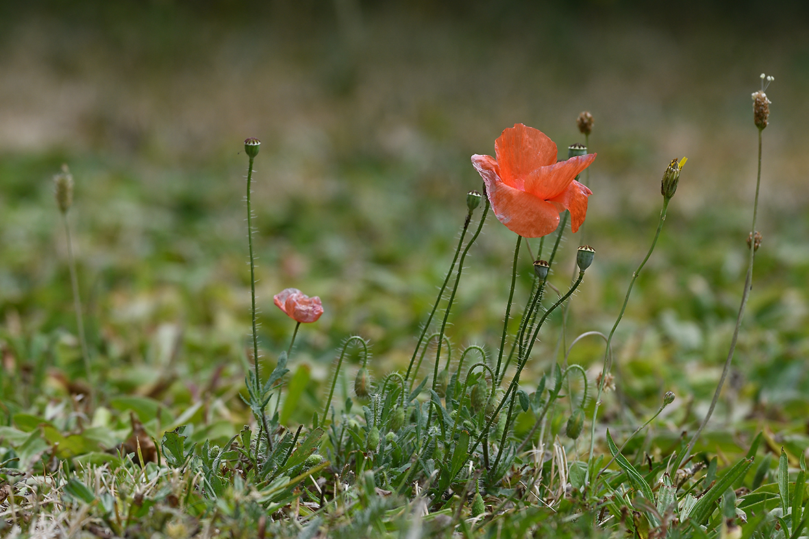 Mohn_D500_DSC1279.jpg