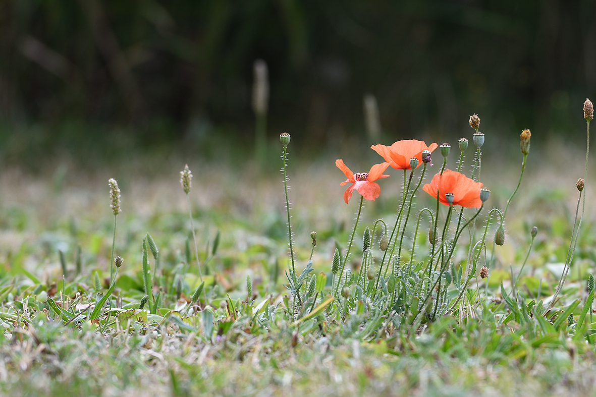 Mohn_D500_DSC1280.jpg