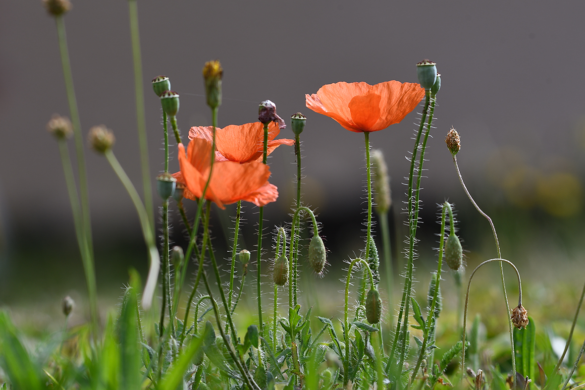 Mohn_D500_DSC1282.jpg